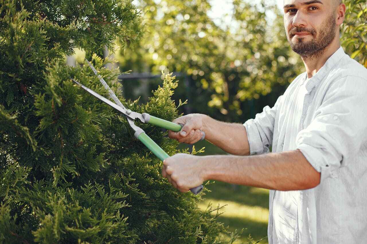 Best Commercial Tree Services  in USA